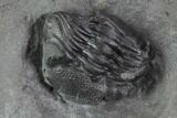 Enrolled Eldredgeops (Phacops) Trilobite - New York #95945-3
